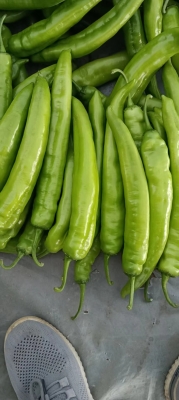 赤峰同城賣辣椒的電話號碼多少-第1張圖片