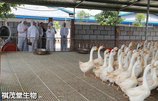 赤峰賣大種鵝肉的地方電話號碼-第1張圖片