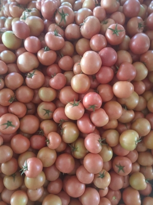 內(nèi)蒙赤峰柿餅批發(fā)市場電話號碼-第1張圖片