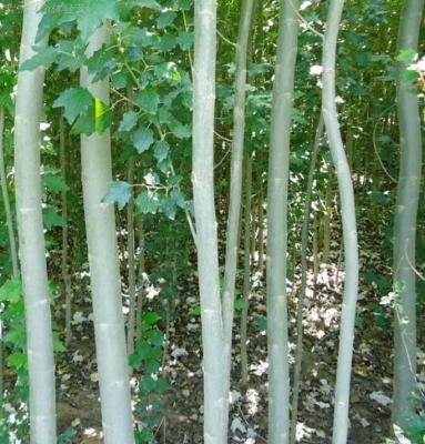 赤峰楊云烤生蠔地址電話號(hào)碼-第1張圖片