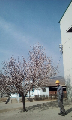 赤峰四家村委會電話號碼-第1張圖片