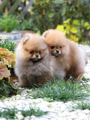 赤峰柯基賣家電話號碼多少-第1張圖片