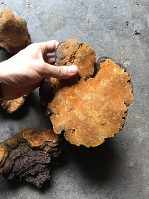 赤峰桑黃實(shí)體店地址電話號(hào)碼-第1張圖片