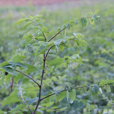 赤峰刺槐苗專賣店電話號碼-第1張圖片