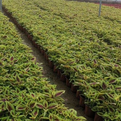 赤峰彩葉草植株批發(fā)電話號(hào)碼-第1張圖片