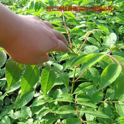 赤峰桓仁劉家苗圃電話號(hào)碼查詢-第1張圖片