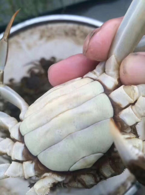 赤峰河蟹批發(fā)市場電話地址查詢-第1張圖片