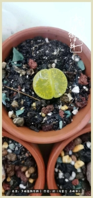 赤峰市多肉基地地址電話號(hào)碼-第1張圖片