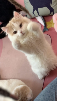 赤峰紅山區(qū)貓咖館電話號碼-第1張圖片