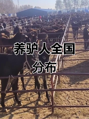 赤峰市養(yǎng)驢貸款電話地址查詢-第1張圖片