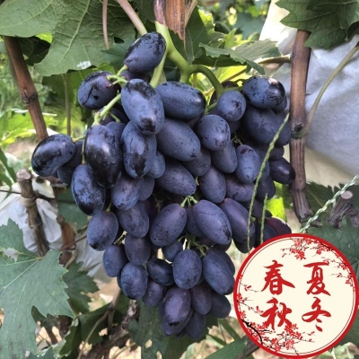 赤峰市果樹苗木市場電話號碼-第1張圖片