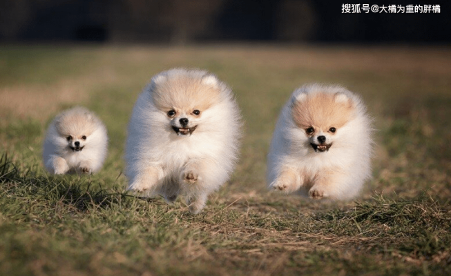 赤峰博美出售電話號碼多少號-第1張圖片