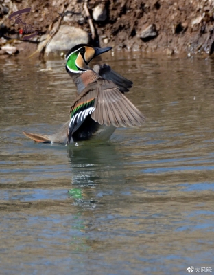 赤峰種鴨基地在哪里啊電話號(hào)碼-第1張圖片
