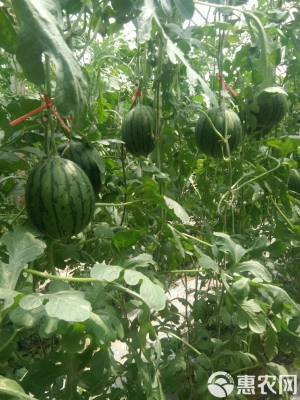 赤峰禮品西瓜批發(fā)市場(chǎng)電話號(hào)碼-第1張圖片