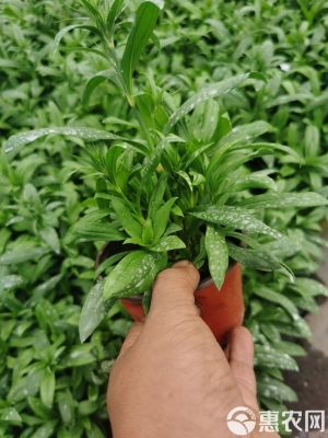 赤峰常夏石竹苗批發(fā)電話號碼-第1張圖片