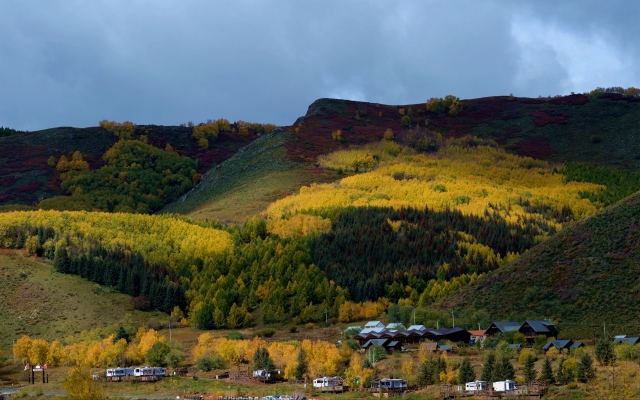 赤峰球蓋菇種植基地電話號碼-第1張圖片