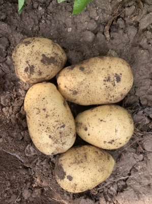 赤峰喀喇沁寵物市場(chǎng)電話號(hào)碼-第1張圖片