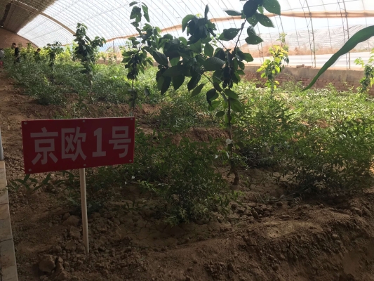 赤峰水果折扣店電話多少號(hào)-第1張圖片