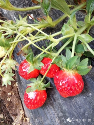 赤峰市農(nóng)藥站地址電話號(hào)碼是多少-第1張圖片