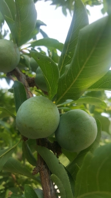 內(nèi)蒙古赤峰市元寶山區(qū)郵政-第1張圖片