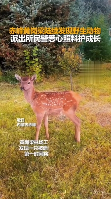 赤峰帥航面館地址電話查詢號(hào)碼-第1張圖片