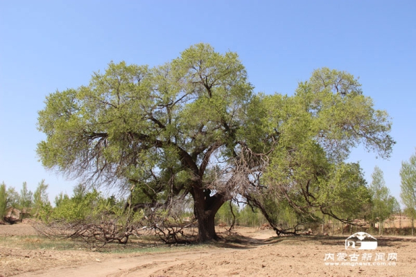 赤峰木頭營子拼車電話地址查詢-第1張圖片