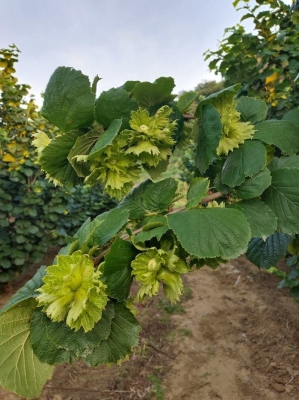 赤峰大榛子批發(fā)電話號(hào)碼查詢-第1張圖片