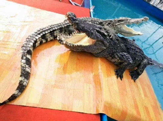 赤峰橋北馬戲團(tuán)地址電話號(hào)碼-第1張圖片