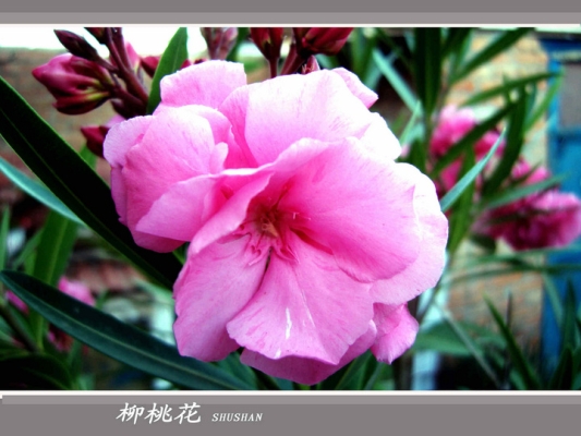 赤峰花町美植店電話號碼-第1張圖片