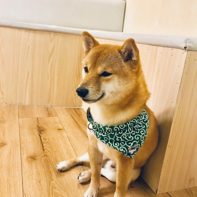 赤峰街狗狗咖啡廳電話地址查詢-第1張圖片