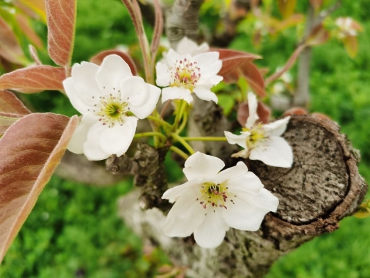 赤峰大蟲生態(tài)園電話多少號-第1張圖片