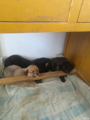 赤峰狗狗之家電話多少號(hào)啊-第1張圖片