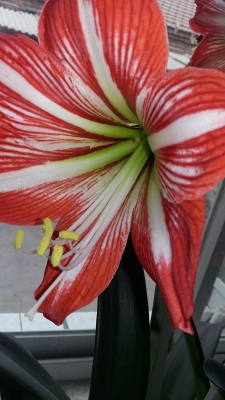 赤峰紅山區(qū)筋餅店電話號碼-第1張圖片