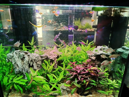 赤峰觀賞魚缸維護電話號碼查詢-第1張圖片