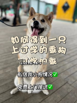 赤峰寵物寄養(yǎng)馴犬基地電話號(hào)碼-第1張圖片