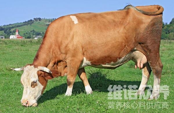 赤峰母牛飼料廠家電話地址查詢-第1張圖片