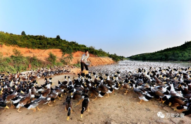赤峰賣鴨苗的市場(chǎng)地址電話是多少-第1張圖片