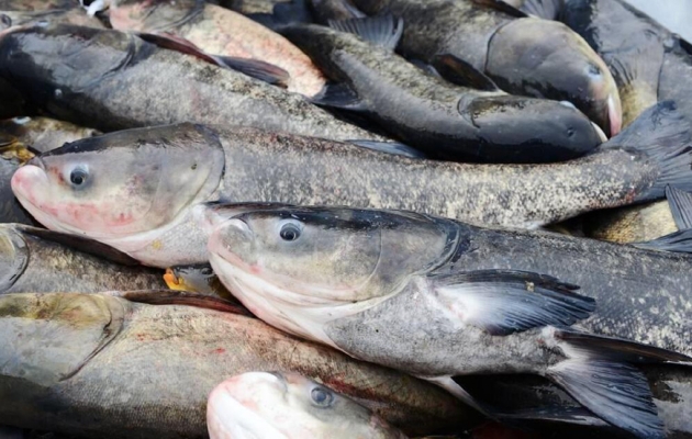 赤峰白漂子捕魚電話號碼是多少-第1張圖片