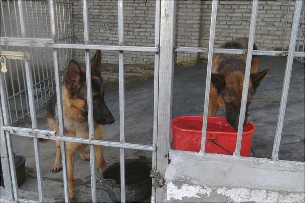 赤峰肉護養(yǎng)殖場地址電話號碼-第1張圖片