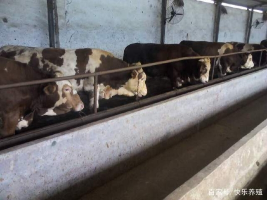 赤峰牛販子收牛電話多少號-第1張圖片