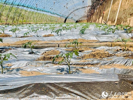 赤峰林西燒紙店電話號碼查詢-第1張圖片