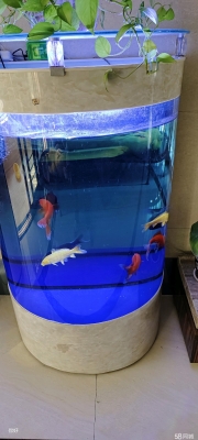 赤峰二手小魚缸回收電話號碼-第1張圖片