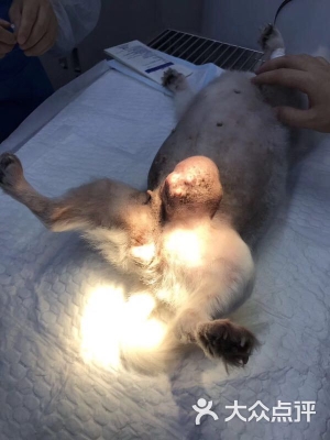 赤峰寵物店醫(yī)院電話多少號(hào)-第1張圖片