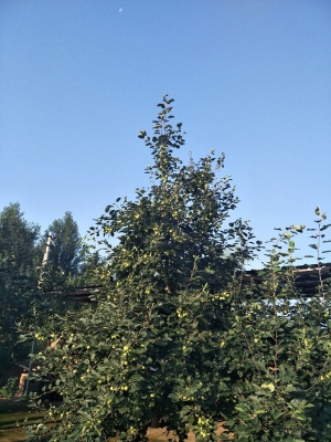 赤峰寧城縣電力局電話號(hào)碼-第1張圖片