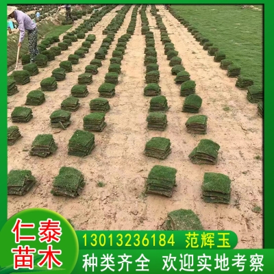 赤峰草籽種子直銷店電話號碼-第1張圖片