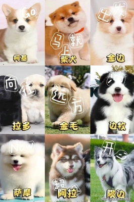 赤峰賣(mài)貓咪的寵物店電話號(hào)碼-第1張圖片