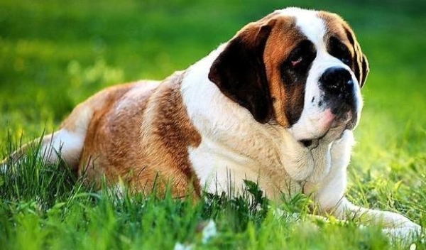 赤峰養(yǎng)殖肉狗基地電話號(hào)碼-第1張圖片