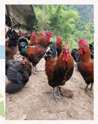 赤峰有出售雞苗的電話嗎多少錢(qián)-第1張圖片