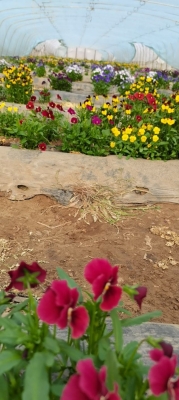 赤峰盤(pán)飾鮮花店電話(huà)地址查詢(xún)-第1張圖片