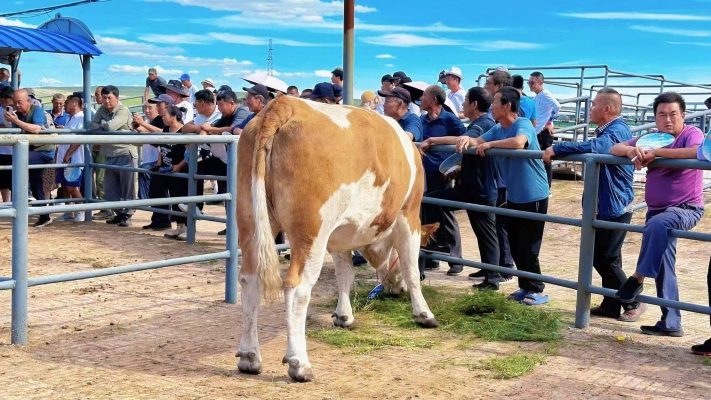 赤峰肉牛廠家電話地址是多少號(hào)-第1張圖片